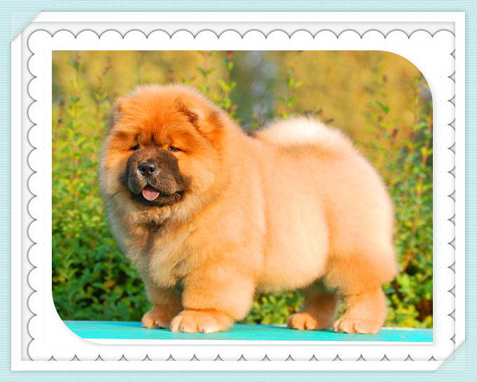 心中想的、念的、盼的望的永远都是你--【松狮