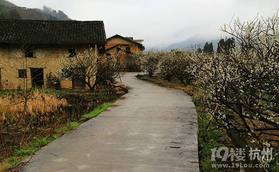 独自带着小V溜花海,一人一车之旅