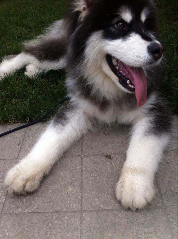 四个月的阿拉斯加!