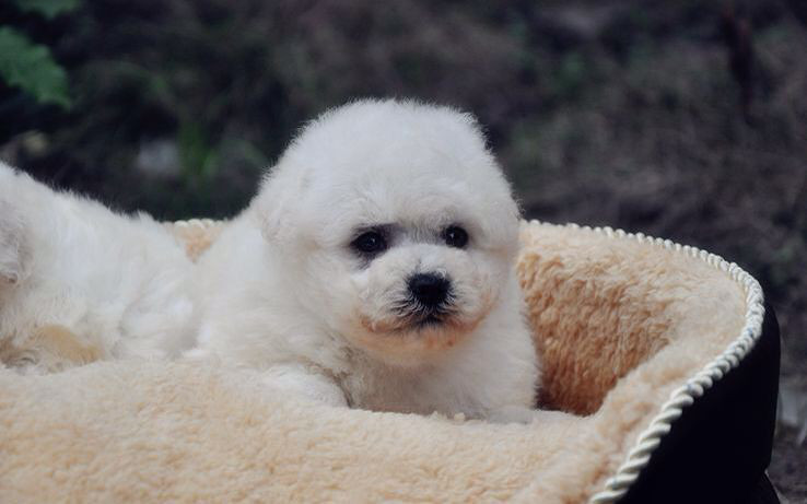 浙江比熊犬舍：走进爱宠的世界