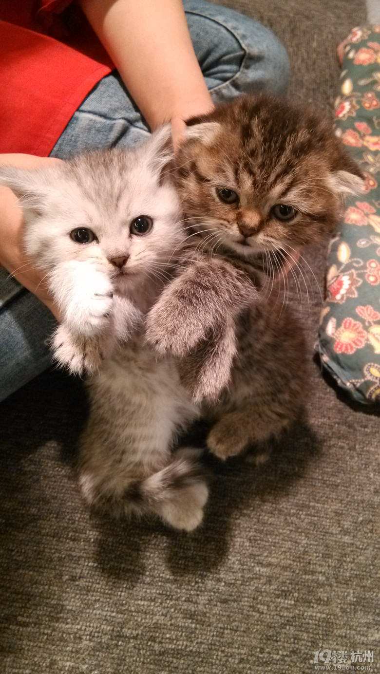 【推荐】心有所宠 PETIO全系列零食促销活动