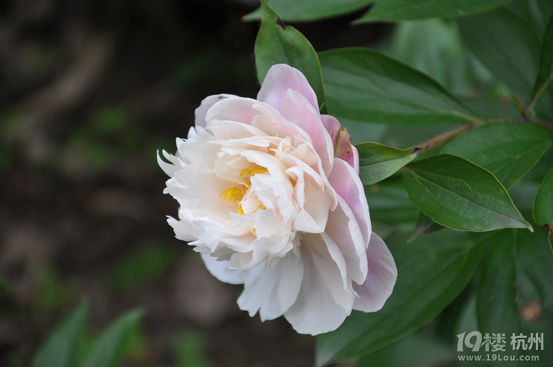 五一放假安排 杭州五一假期旅游推荐