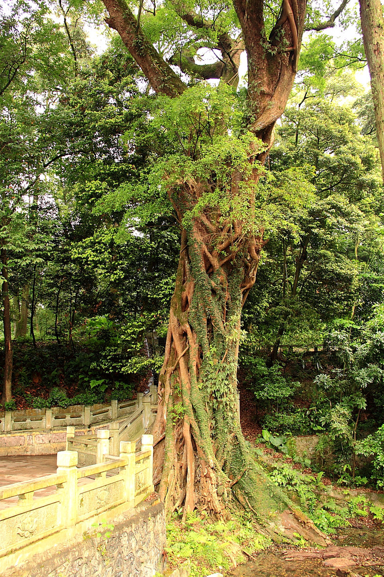 广东游—南华寺