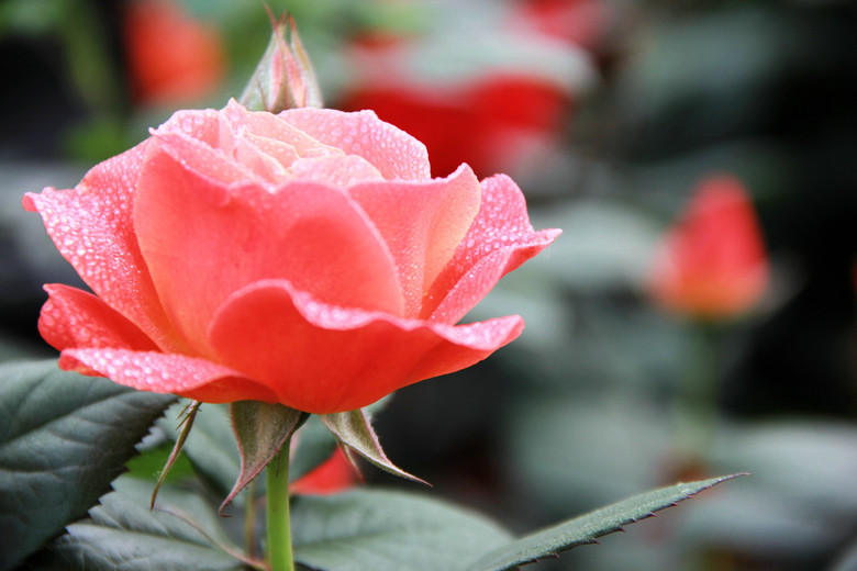 月季花姹紫嫣红沁人心肺