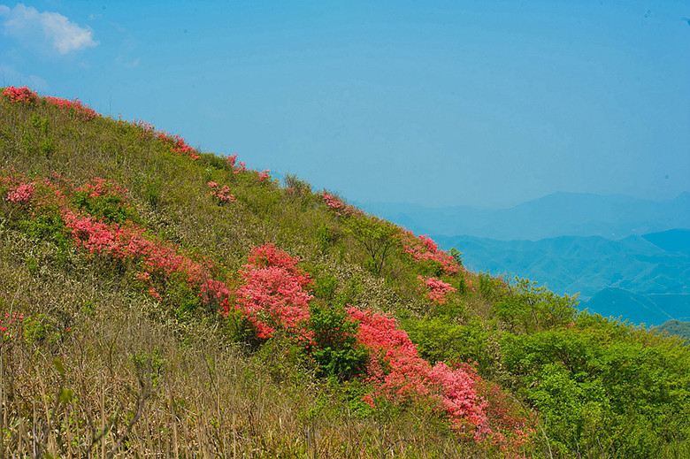 【鸬鸟山】岭山开遍映山红