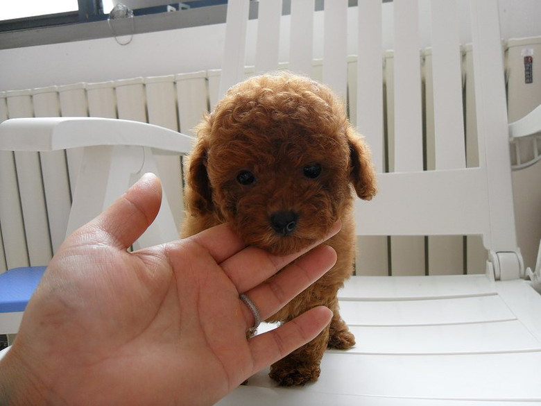 杭州泰迪熊狗狗出售 宠物狗泰迪熊 小型犬泰迪