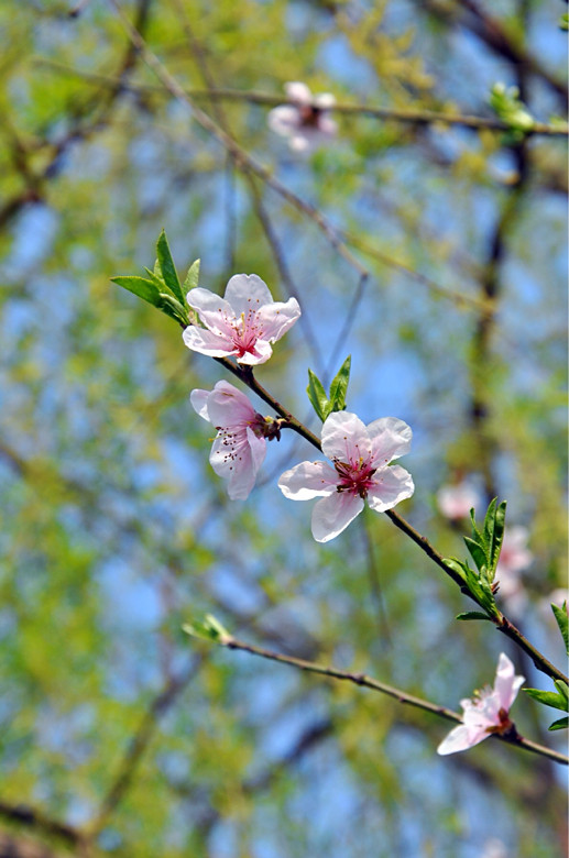 【随手拍】一张图证明春天来了