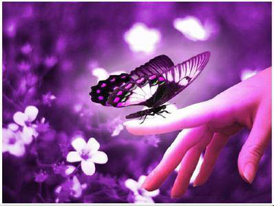 幻蝶