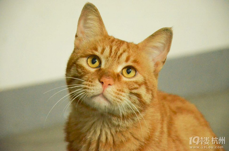 戈雅公寓捡到姜黄色猫一只求主人来领走