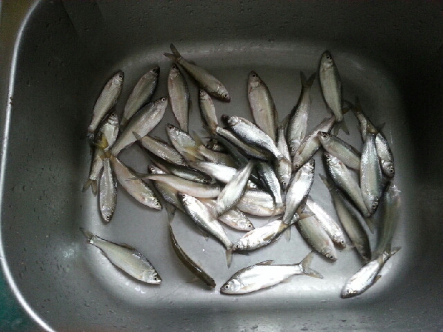 老是发餐条荡肚儿都有点不好意思了