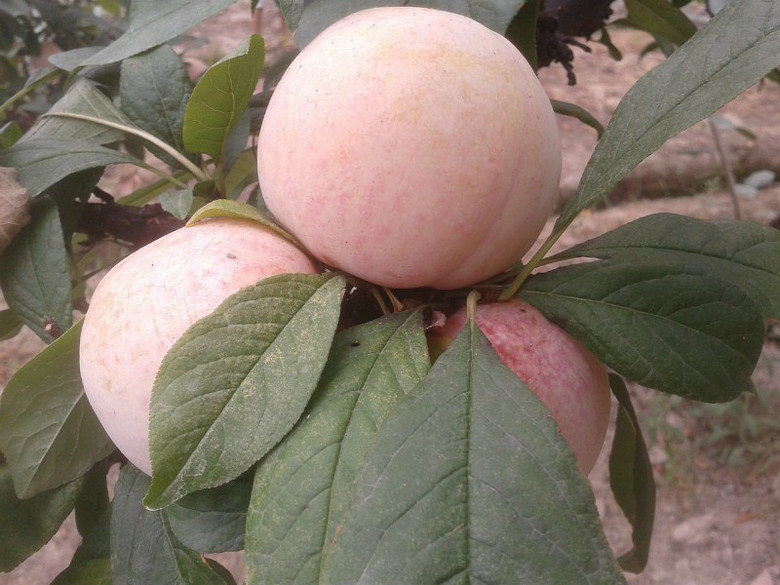 美国杂交杏李 第 1 /29张