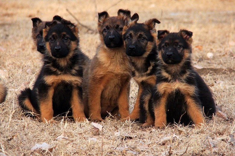 杭州下城区哪里有卖德国牧羊犬的 杭州什么地方有卖健康德牧狗的