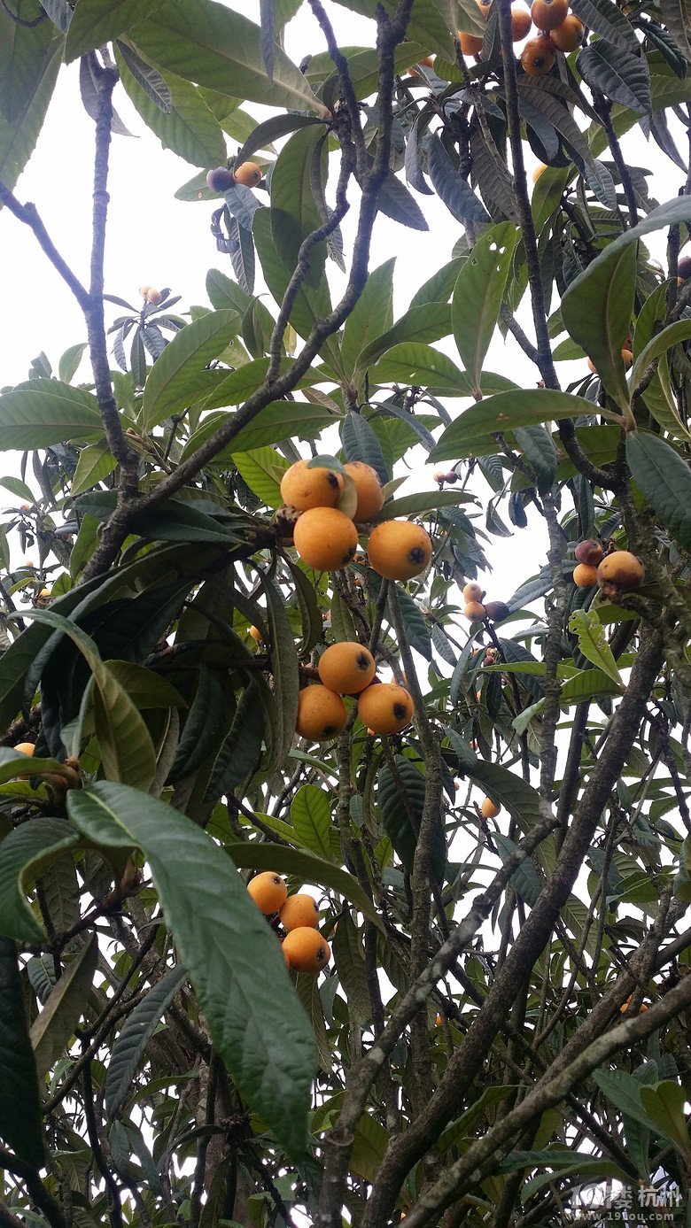 到岛上,雨居然停了,所以我们毅然选择户外,枇杷树下