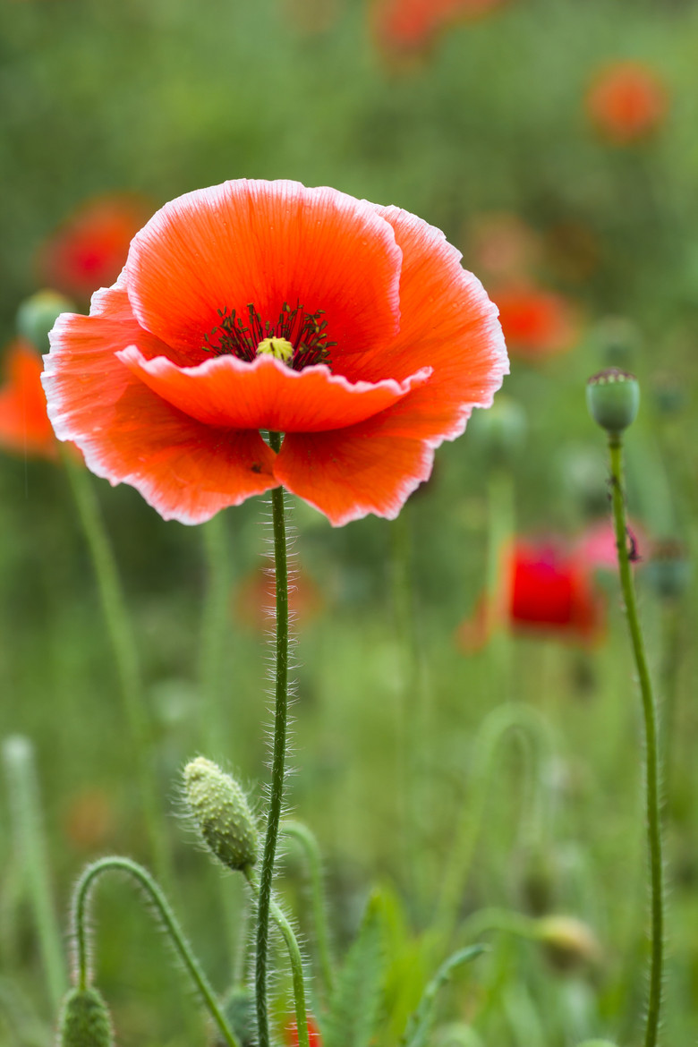 生如夏花-虞美人