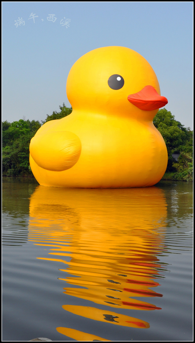 西溪湿地里的大黄鸭-风景照-19摄区-杭州19楼