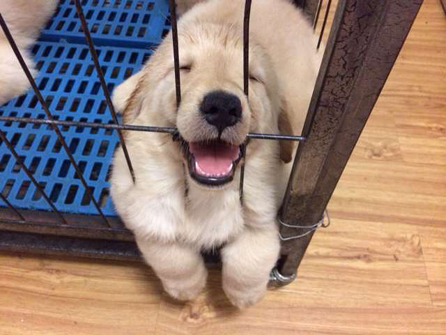 杭州金毛小奶狗