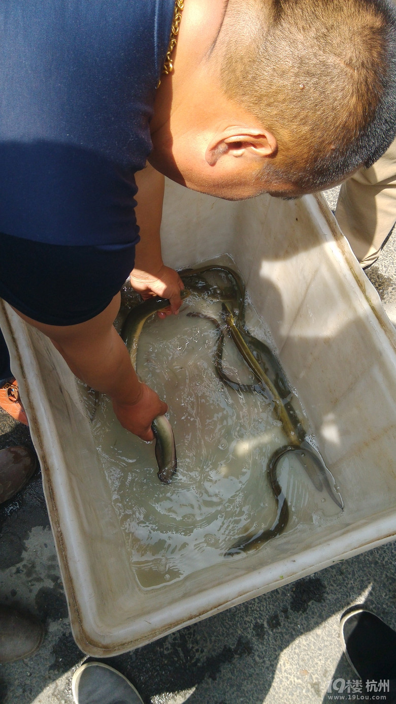 錢塘江的野生魚抓魚記 各種.