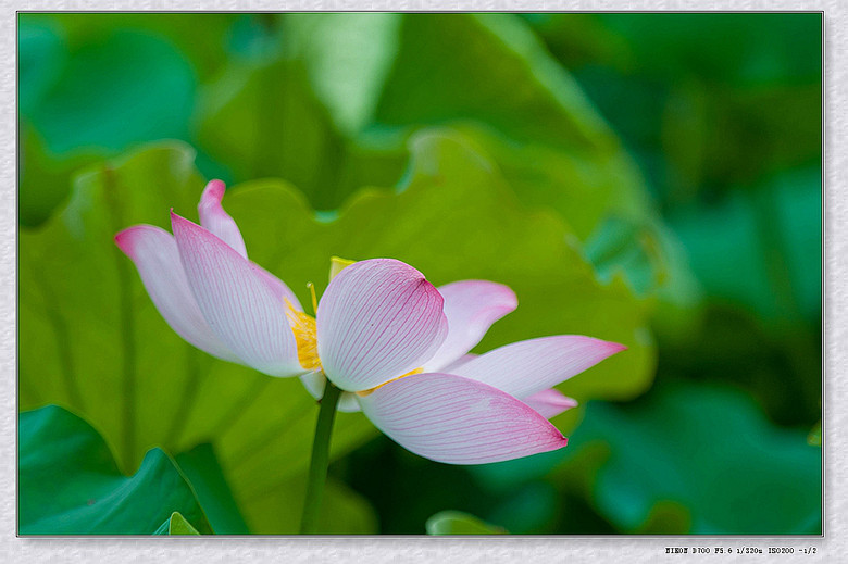 【绚丽夏日】恬淡宁静荷之梦