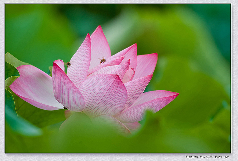 【绚丽夏日】恬淡宁静荷之梦