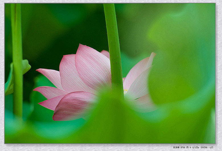 【绚丽夏日】恬淡宁静荷之梦