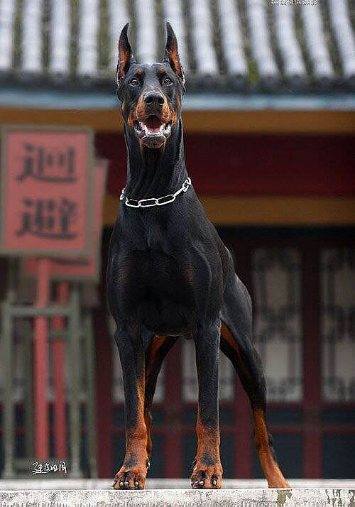 血统金毛母两只血统杜宾一窝