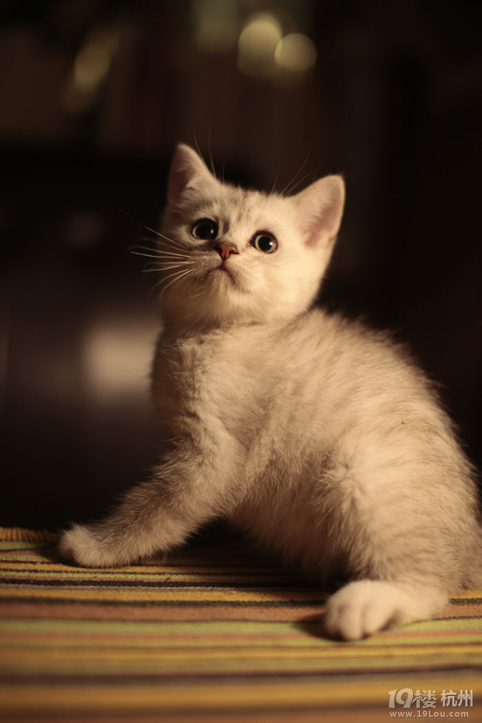 家养小猫找长期饭票~-爱宠分享-家有宠物-杭州