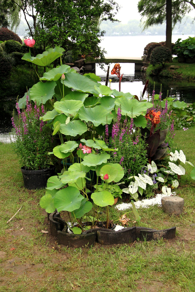 西湖荷花展—荷花水湿生植物创意小品