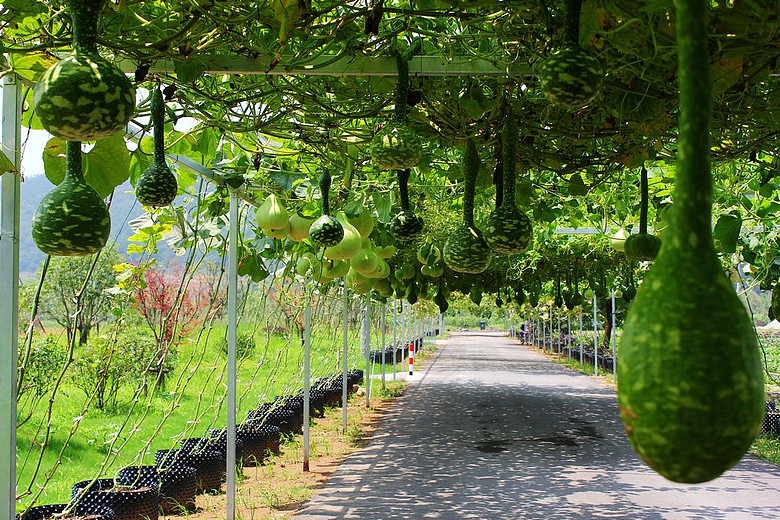 嵊州市施家岙农业观光园区走马观花