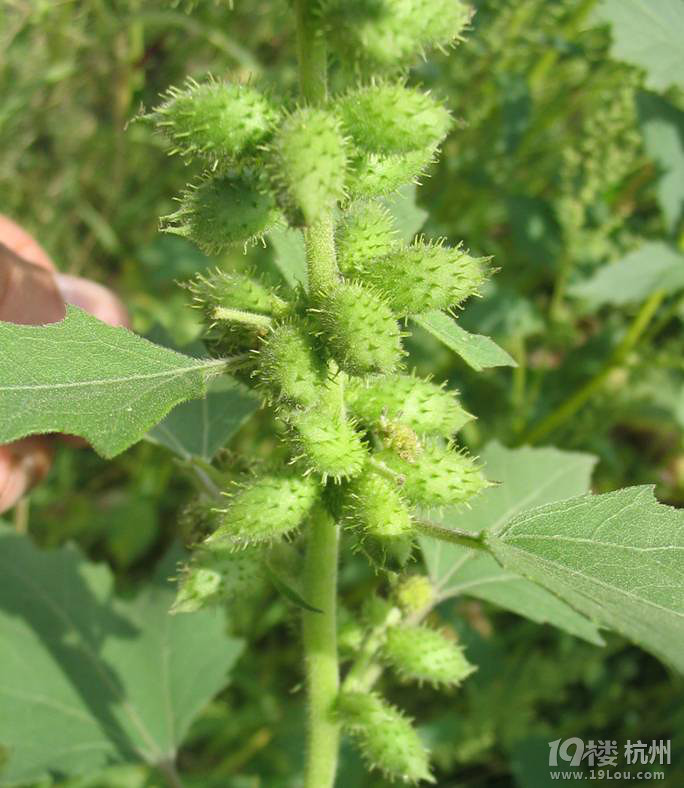             这个是苍耳