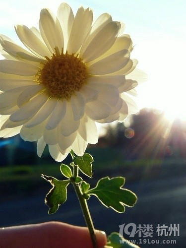 致彼此-爱在人间天堂-杭州19楼