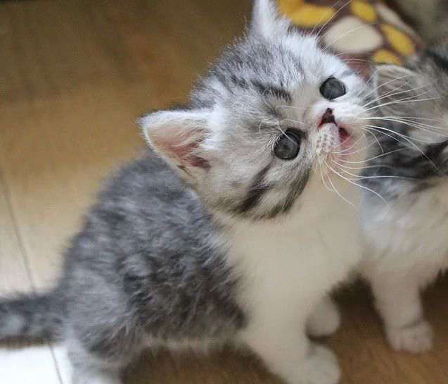 超萌三个月幼猫灰白加菲猫一只!求解救!