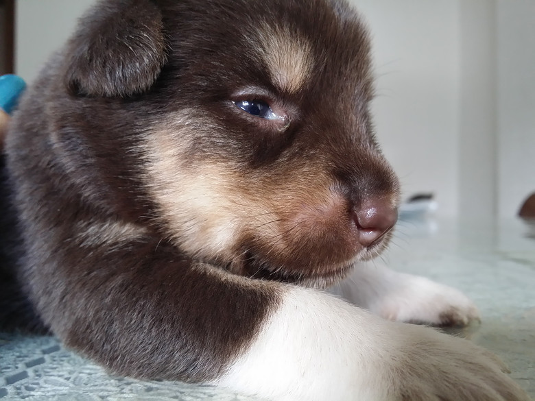 阿拉斯加串串求领养