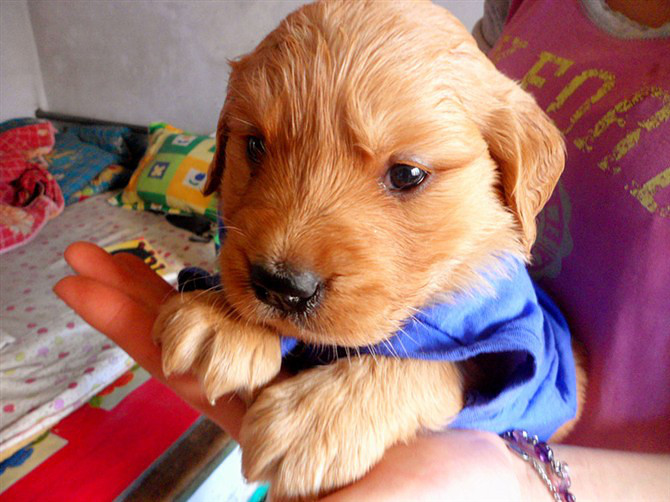 虎头虎脑小金毛幼犬待售——终身售后