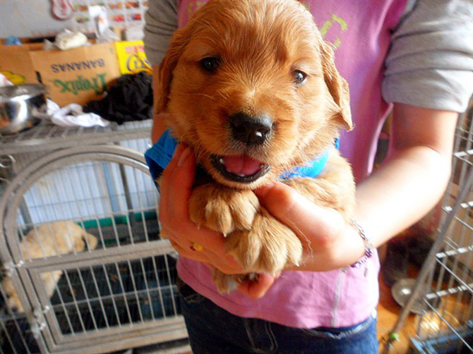 虎头虎脑小金毛幼犬待售——终身售后