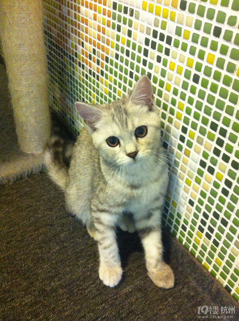 【推荐】心有所宠 PETIO全系列零食促销活动