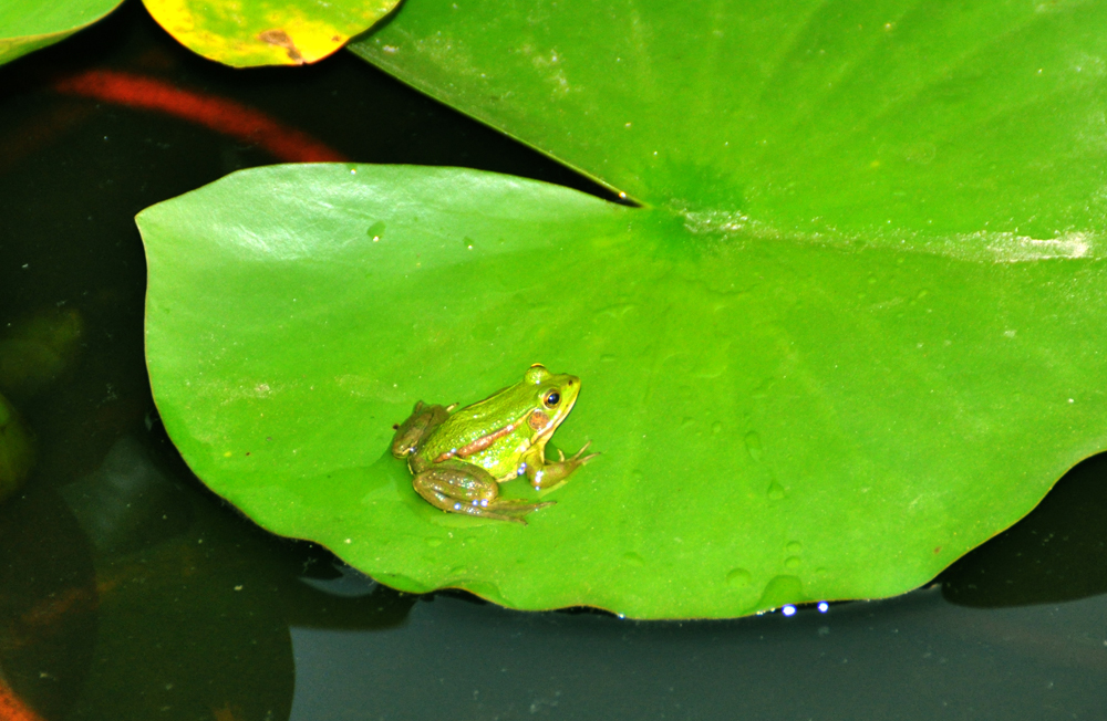青蛙避暑纳凉战高温