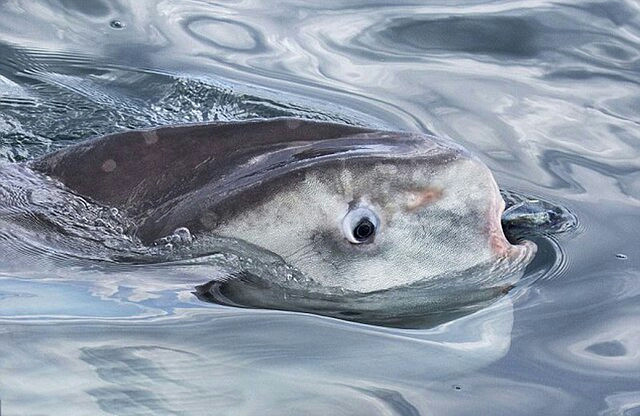 杭州19楼 摄影天堂 19摄区 难得一见的翻车鱼