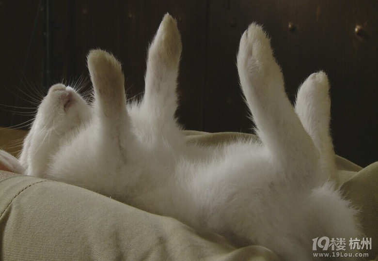 分分钟催眠小动物萌爆了心都化了