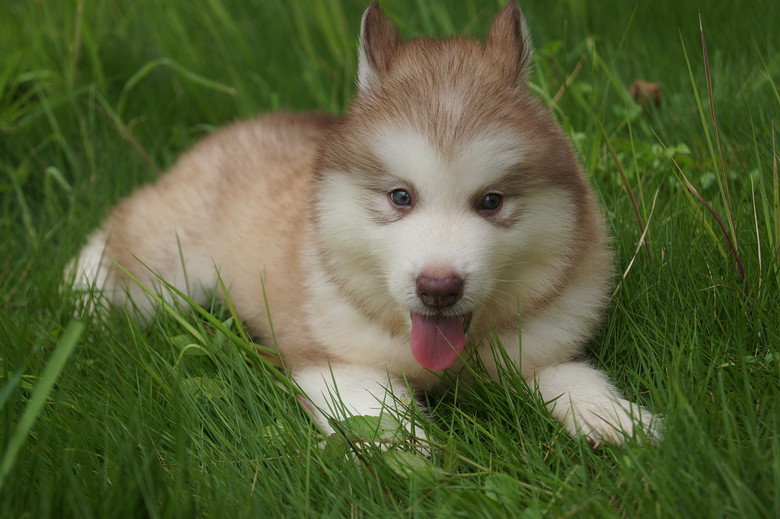 红桃,红桃,超萌红色桃脸阿拉斯加小狗(出售)