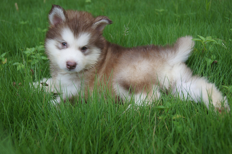 红桃,红桃,超萌红色桃脸阿拉斯加小狗(出售)