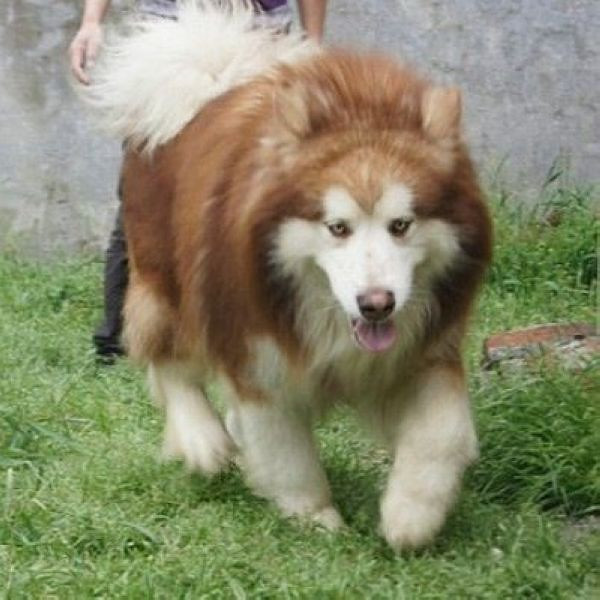 红桃,红桃,超萌红色桃脸阿拉斯加小狗(出售)