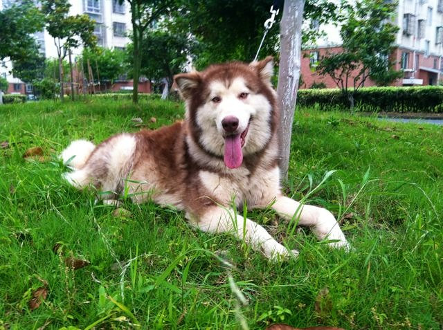 红桃,红桃,超萌红色桃脸阿拉斯加小狗(出售)