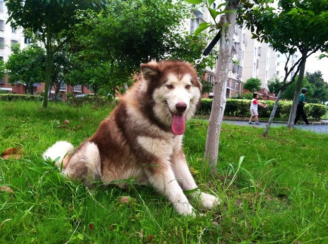 红桃,红桃,超萌红色桃脸阿拉斯加小狗(出售)