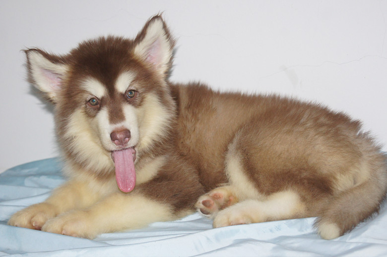 2个月02天的红十字阿拉斯加(个子真的大,附上小狗父母找)