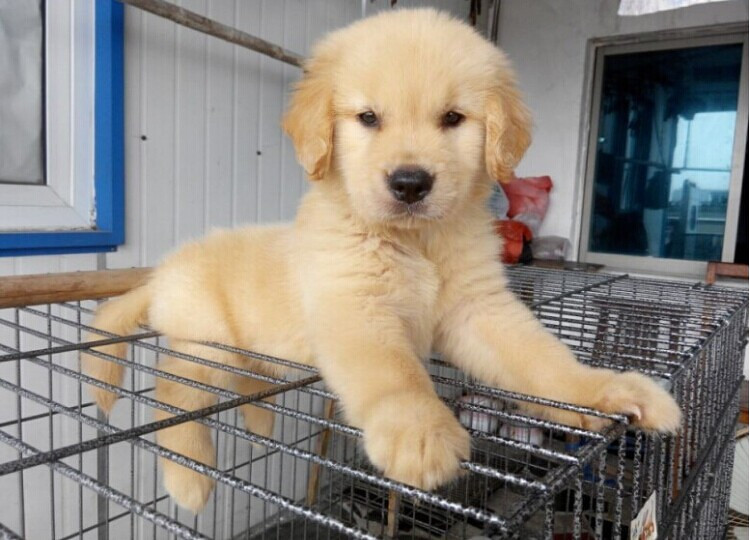 出售双血统小金毛 拉菲VS琳达!-我要出售-宠物