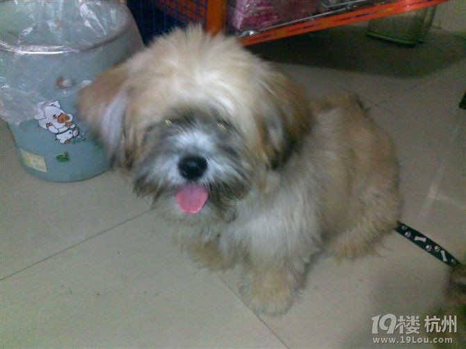 这是我的家庭成员,我爱你们,狗狗们~~