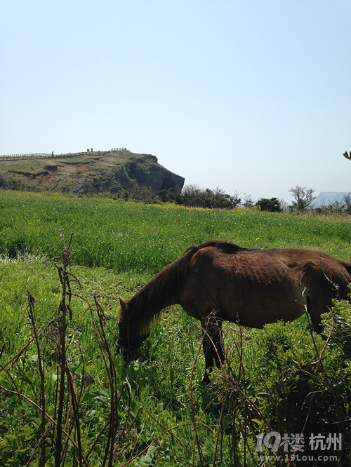 uΡJeju ҊһҊ顾С