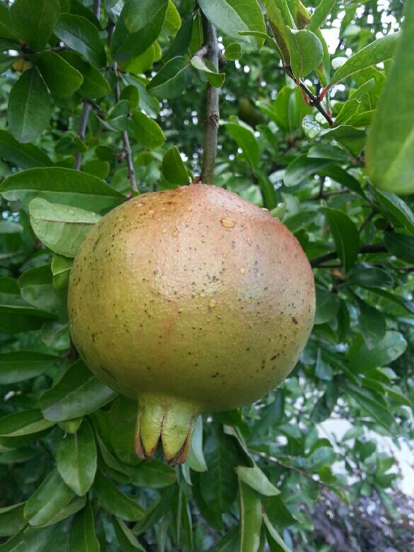 公司石榴果(手机