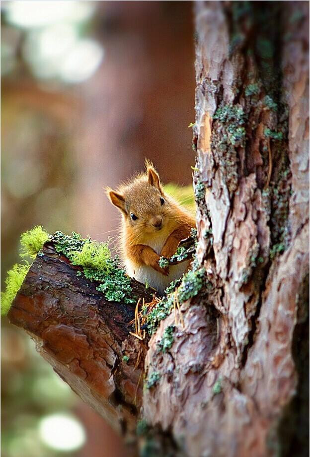 国际野生动物摄影师大赛获奖作品精选