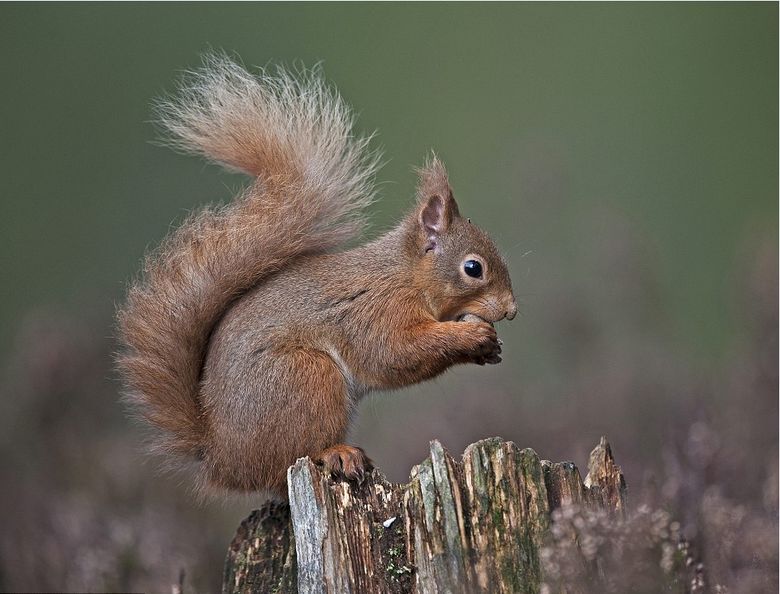 国际野生动物摄影师大赛获奖作品精选